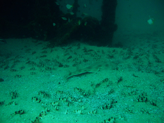 Aptychotrema rostrata