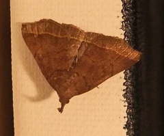 Pechipogo plumigeralis