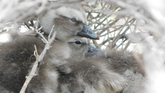 Tachyeres leucocephalus