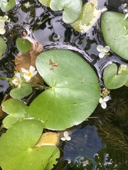 Nymphoides aquatica