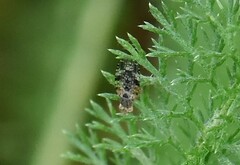 Tephritis vespertina