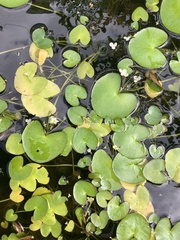 Nymphoides aquatica