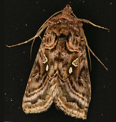 Autographa mappa
