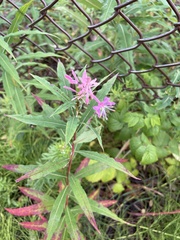 Chamaenerion angustifolium