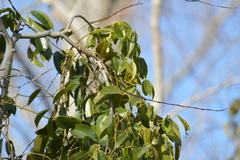 Canavalia bonariensis