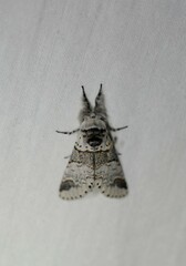 Furcula scolopendrina