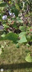 Lonicera tatarica