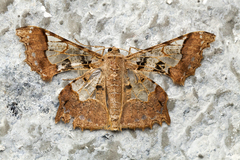 Krananda semihyalina