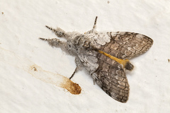 Calliteara horsfieldii