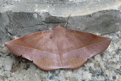 Sarcinodes restitutaria