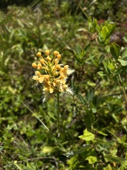 Platanthera × bicolor