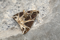 Ecliptopera rectilinea