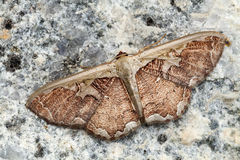 Zythos turbata