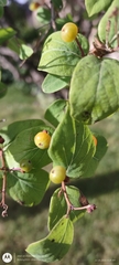 Lonicera tatarica