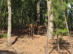 Odocoileus virginianus virginianus