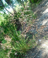 Poeae