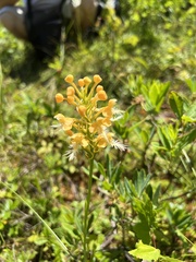 Platanthera × bicolor