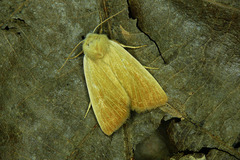 Arenostola phragmitidis