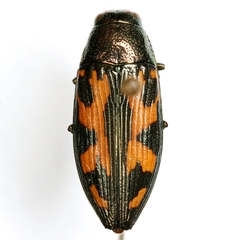 Buprestis maculipennis