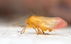 Eoscarta liternoides