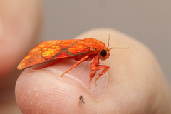 Sarbine flavodiscalis