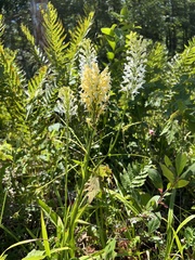 Platanthera × bicolor