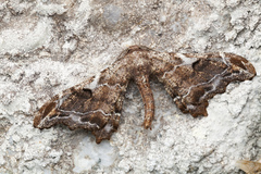 Hyposidra violescens