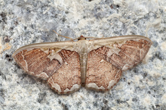 Zythos turbata