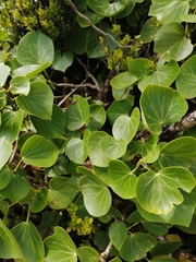 Hedera azorica
