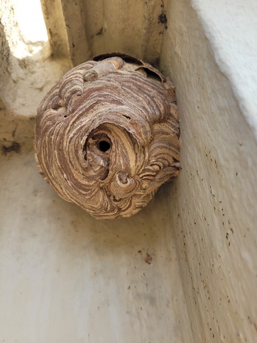 Asian hornet