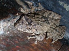 Scinax acuminatus