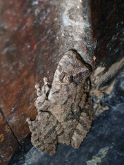 Scinax acuminatus