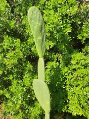 Opuntia ficus-indica
