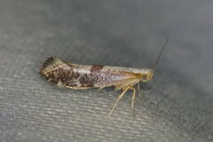 Argyresthia spinosella