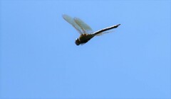 Anax imperator