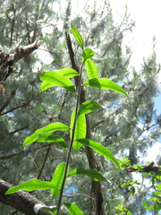 Llerasia lindenii