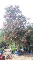 Lagerstroemia langkawiensis