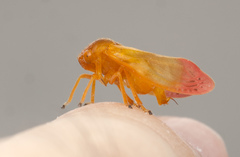 Eoscarta liternoides