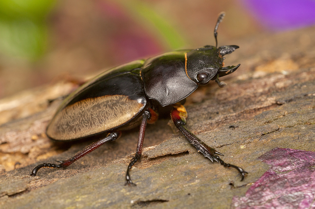 Odontolabini