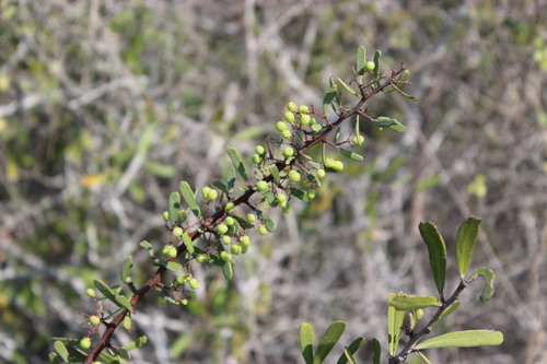 Gymnosporia polyacantha image