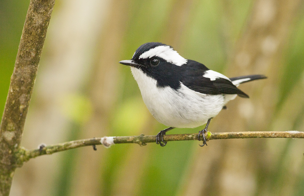 Ficedula Flycatchers