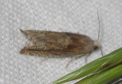 Eucosma conterminana