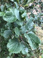 Viburnum edule