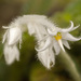Argostemma parvifolium involucratum - Photo (c) budak, some rights reserved (CC BY-NC), uploaded by budak