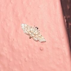 Elophila scitalis