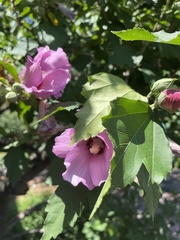 Hibiscus syriacus