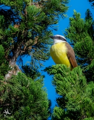 Pitangus sulphuratus