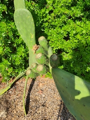 Opuntia ficus-indica