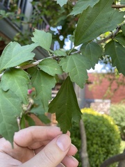 Hibiscus syriacus