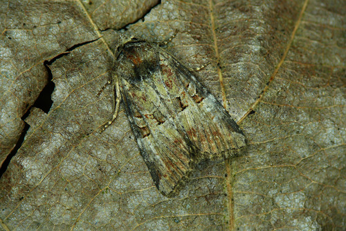 Litoligia literosa (Haworth, 1809)